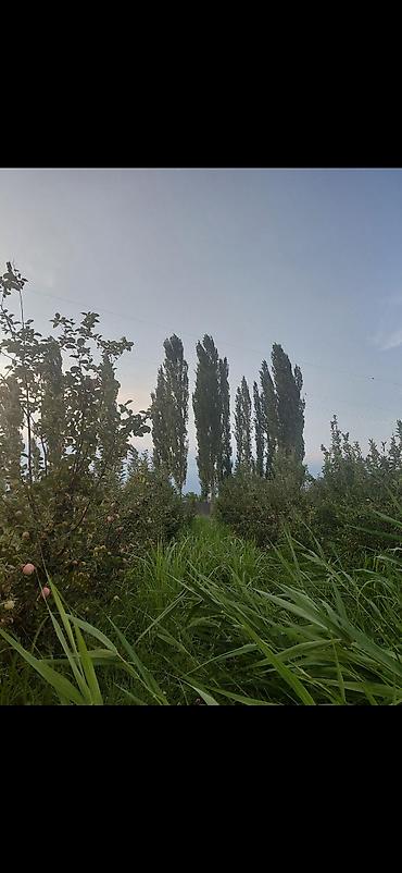 бишкек оптом картошка: Алмалар — 1