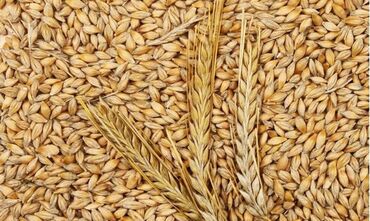 агро удобрения: Семена и саженцы Платная доставка