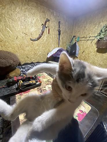 котята шиншиллы: ОДАЮ В ДОБРЫЕ РУКИ!!!! Котята-рябушки (окрашивание — 3