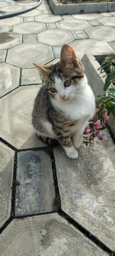 Pişiklər: Tabbi, Dişi, Yaxşı əllərə — 6