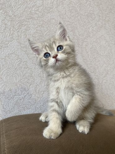 Аквариумы: Золотая шиншилла, Самец