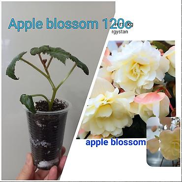 Бегонии: Бегонии и абутилон — укоренённые саженцы в стаканчиках/горшочках. 1) — 5