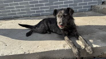 собака доберман сколько стоит: Отдам щенка даром, в добрые, любящие руки. Девочка 6 месяцев в крови