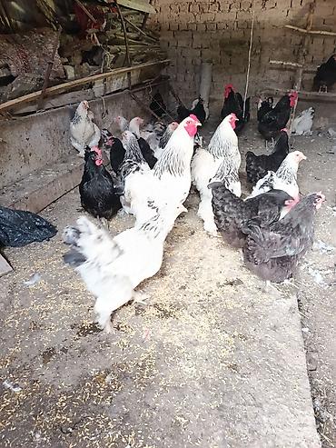 мини собака: Продаю | Куры | Брама | Для разведения — 1