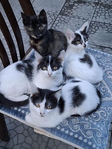котята бишкек бесплатно: Кошка даром: Беспородная, 5 месяцев, Девочка, Приучена к лотку — 1