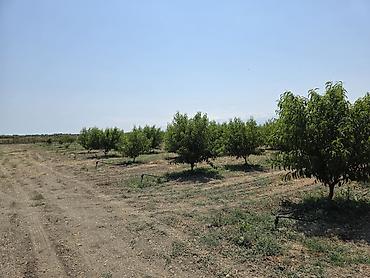 ağac tinglərinin satışı: ●Xaçmaz Rayonu Ağçay kəndi ●Sənədi Çıxarış- 3,15ha ●Yassı Şaftalı — 5