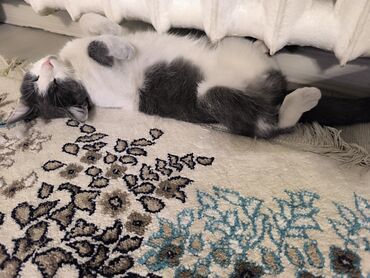 ковры пушистые: Ковер at lalafo.kg ковры пушистые: Ковер