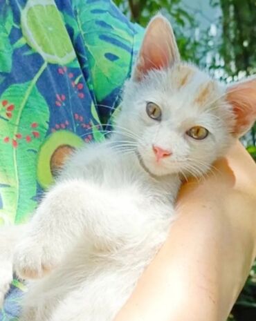 кастрация кота бишкек цена: Кошка даром: Беспородная, 3 месяца, Мальчик