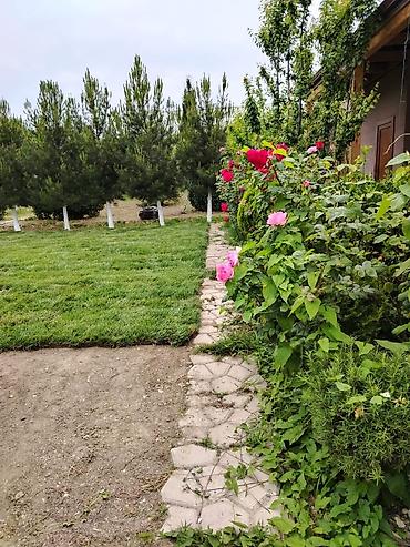 tur paketler: Qazon – peşəkar istehsal və quraşdırma xidməti - Təbii rulon qazon — 4