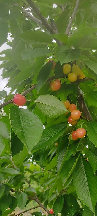 Ağaclar: Giləsayə bağı – intensiv meyvə bağı - Mədəni giləsayə ağacları ilə — 26