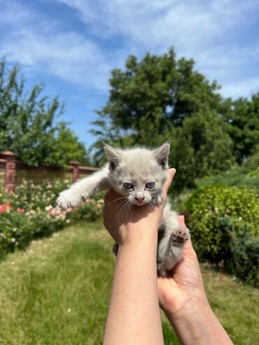 шотландская вислоухая кошка черная: 2 месяца, Девочка
