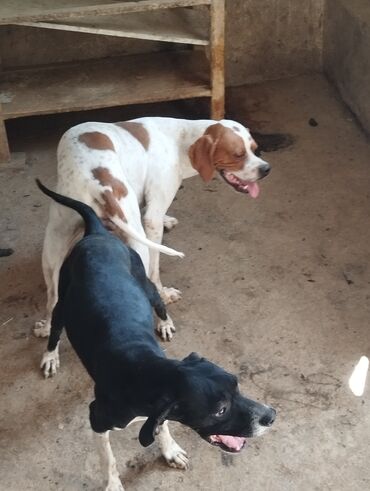 Продажа собак: Щенки Английского пойнтера (помёт из 5 малышей), возраст 50 дней, В at lalafo.kg — 8 Продажа собак: Щенки Английского пойнтера (помёт из 5 малышей), возраст 50 дней, В — 8