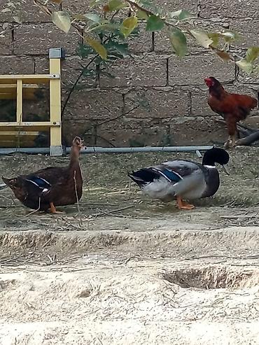 quzu sekli: Erkək, | Macar, Damazlıq, Pulsuz çatdırılma, Ödənişli çatdırılma — 6