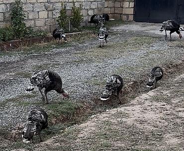 papuqay qus: Temizlenmis ve diri cekide 20 yanvara catdirma da var.Ümumi 11 — 3