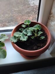 списанные айфоны за 0 рублей: Обмен на 1 л растительного масла доня герань двух цветов розовая и