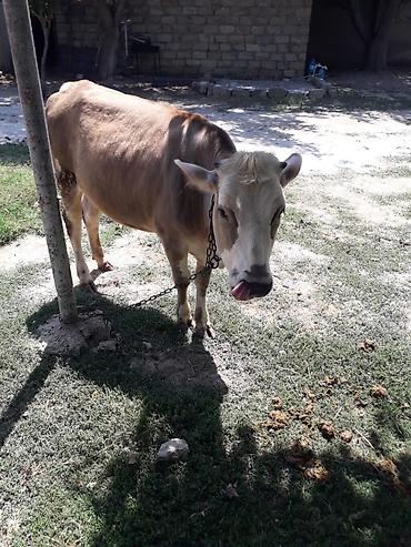 simmental inək cinsi: Simental tipli dişi buzov/qiça (qonur-açıq rəngli, ağ başlı). Orta — 1