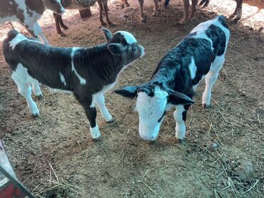 Коровы, быки: Продаю | Музоо, торпок | Полукровка | На откорм — 6