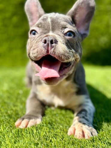 Psi: Odgajivačnica La Casa de Frida – FC Srbija Predstavlja prelepe štence — 4