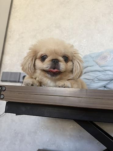 albay itleri: Pekines, 6 ay, Erkək, Peyvəndli, Ünvandan götürmə — 5