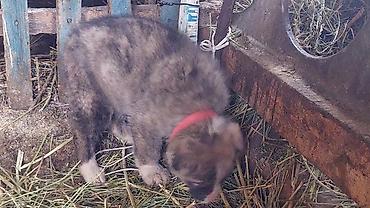 Продажа собак: Алабай, 1 месяц, Самец — 2