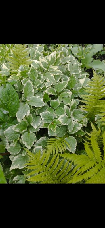 Садовые цветы и кустарники: Саженцы цветка — 11