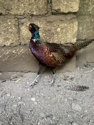 Xoruzlar: Xoruz, il: 1, Pulsuz çatdırılma — 9