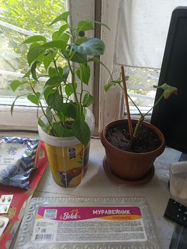 Другие комнатные растения: Элегантное домашнее растение с длинными побегами и глянцевыми зелеными — 8