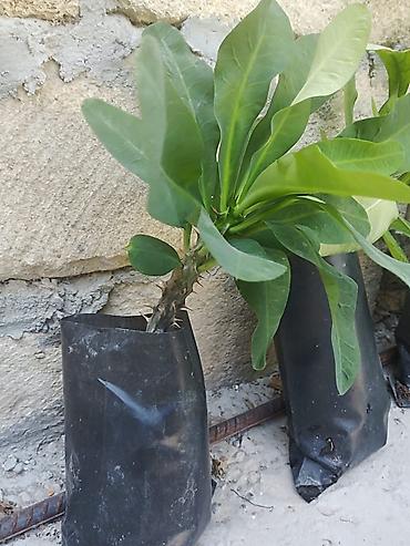 kamin dekor: Otaq bitkiləri fidanları – torflu polietilen torbalarda Mövcud — 5