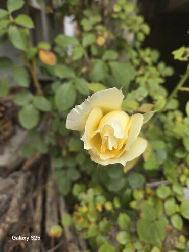 Aksesoari za kosu: Ukrasni leptir šnala – roze - Dekorativni leptir u intenzivnoj roze — 6