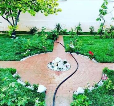 Toxumlar: Enli yarpağ Danimarka novü qazon ları bizdən əldedə bilərsiniz — 8