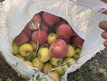 Другие товары для дома и сада: Продаю яблоки с сада. 2 гектара. Разных сортов. Вкусные, сочные с — 18