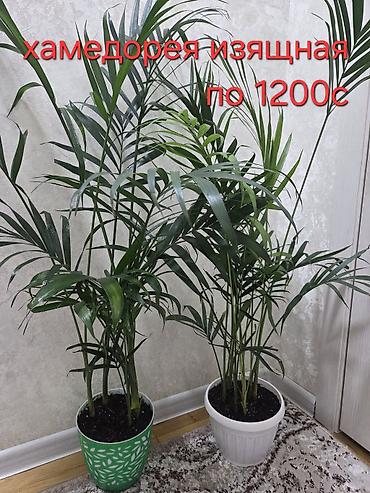 Монстеры: Монстера делициоза (Monstera deliciosa) в горшке - Эффектное — 5