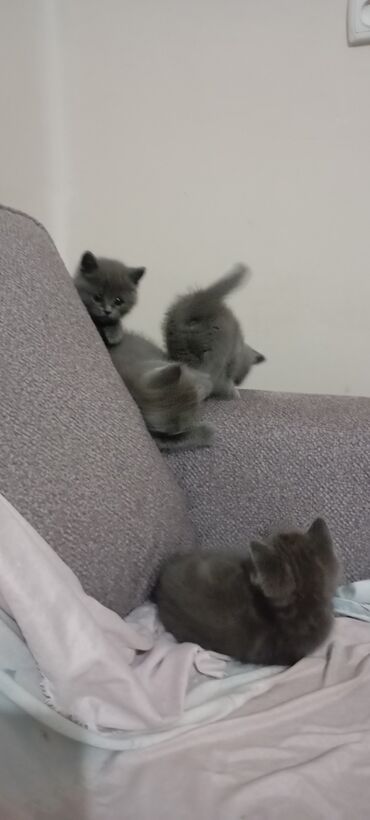 домашняя кошка: Британские короткошёрстные котята, окраса голубой/серый (плюшевый