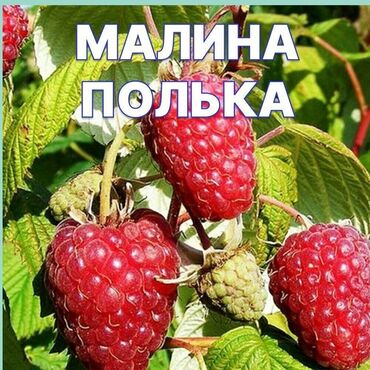 Семена и саженцы Малины, Самовывоз