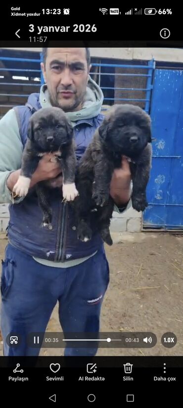 İtlər: Qafqaz çoban iti — 1