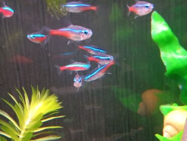 akvarium dekorlari: Baliq neon рыба неон