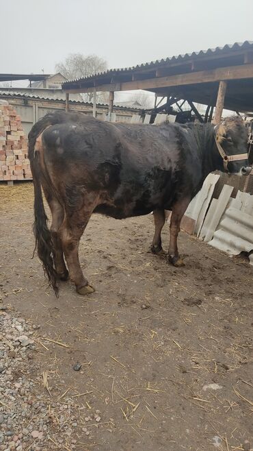 листогибочный станок бу in Кыргызстан | ДРУГОЕ ОБОРУДОВАНИЕ ДЛЯ ПРОИЗВОДСТВА: Продам корову Алатауская порода, чисто для молока, стельная 8 месяцев
