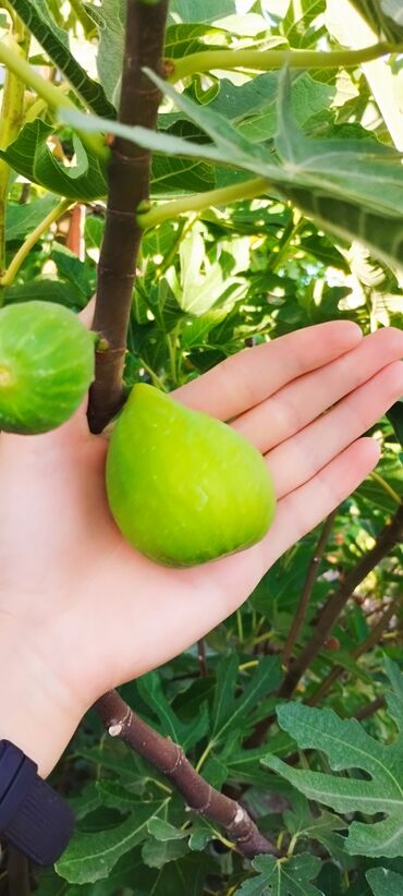 Фрукты и ягоды: 📍Продаю инжир 1 год 7 месяцев плодоносящий, через 2-3 месяца можно — 9