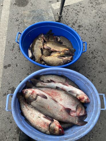 шаурма на углях бишкек: Толстолобик за килограмм Карб за килограмм На ярмарке по субботам