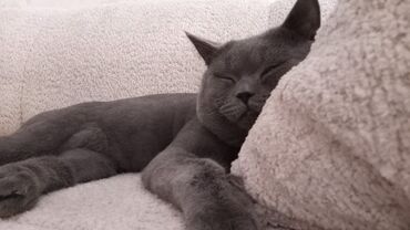 ev pişiy: Britan, Erkək, Ödənişli çatdırılma