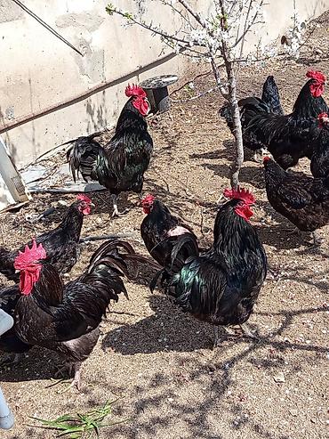 Toyuqlar: Toyuq, Australorp, Damazlıq, Ünvandan götürmə — 11