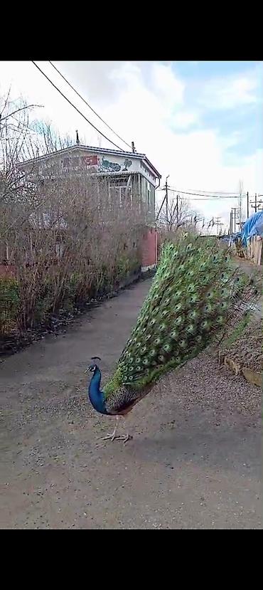 papag sekili: Məhsul: Hind tovusu (pavlin) – erkək, dekorativ cins Təsvir: - Parlaq — 2
