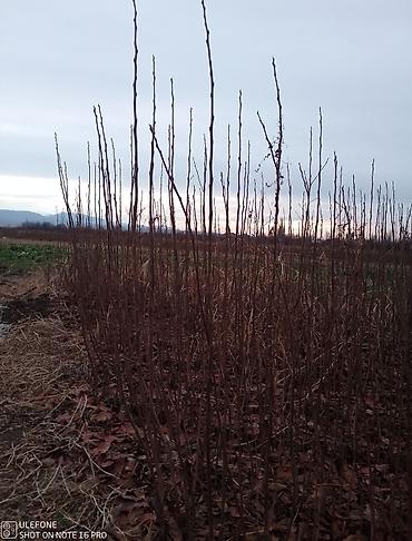 Tinglər: Xurma ağacları satışdadır zəmanətli verilir ağaclar çatdirilma pulsuz — 12