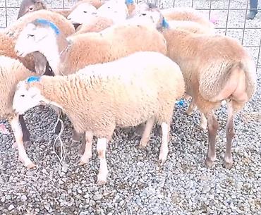 quba heyvan satisi: Təsərrüfat üçün sağlam və damazlıq keyfiyyətinə malik 10 baş ana — 1