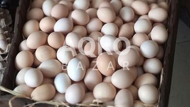 yumurta satişi: Kənd yumurtası satılır 25 qəpikdən 100 ədəddir