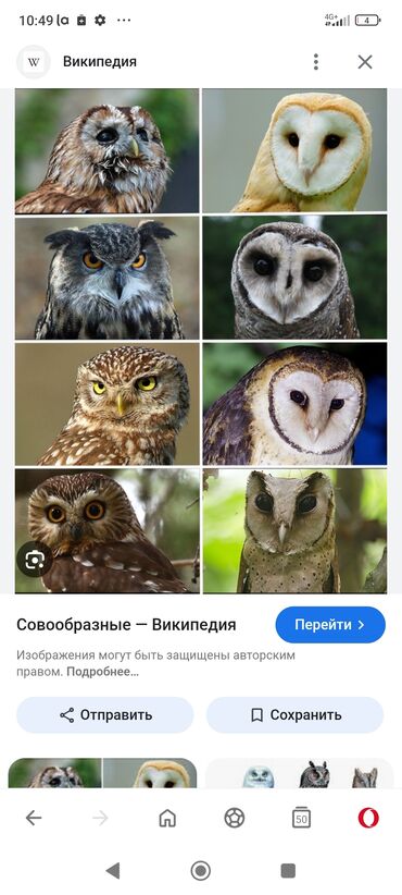 цена золотых цепочек: Куплю вот таких вот сов от 100 сомов до 500 смотря какой вид