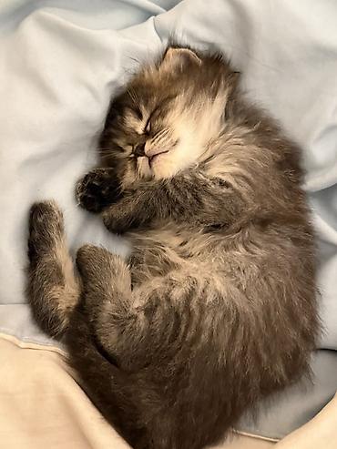 Продажа кошек: 🎁 Полностью домашние, к лотку и миске приучены (ну, почти — они — 5