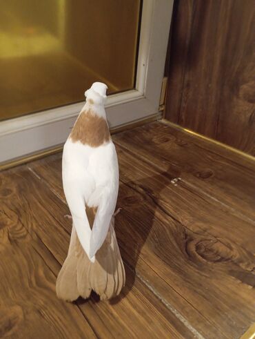 домик для собак: Cins: göyərçini Rəng: Sarı boynuĝüllü desde kekilli boyun pecat