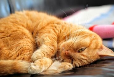 Игрушки: Самый добрый ласковый рыжий кот, готов к переезду в заботливую семью