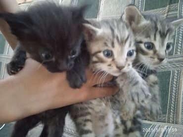 Отдам даром кошку: 1 месяц, Мальчик